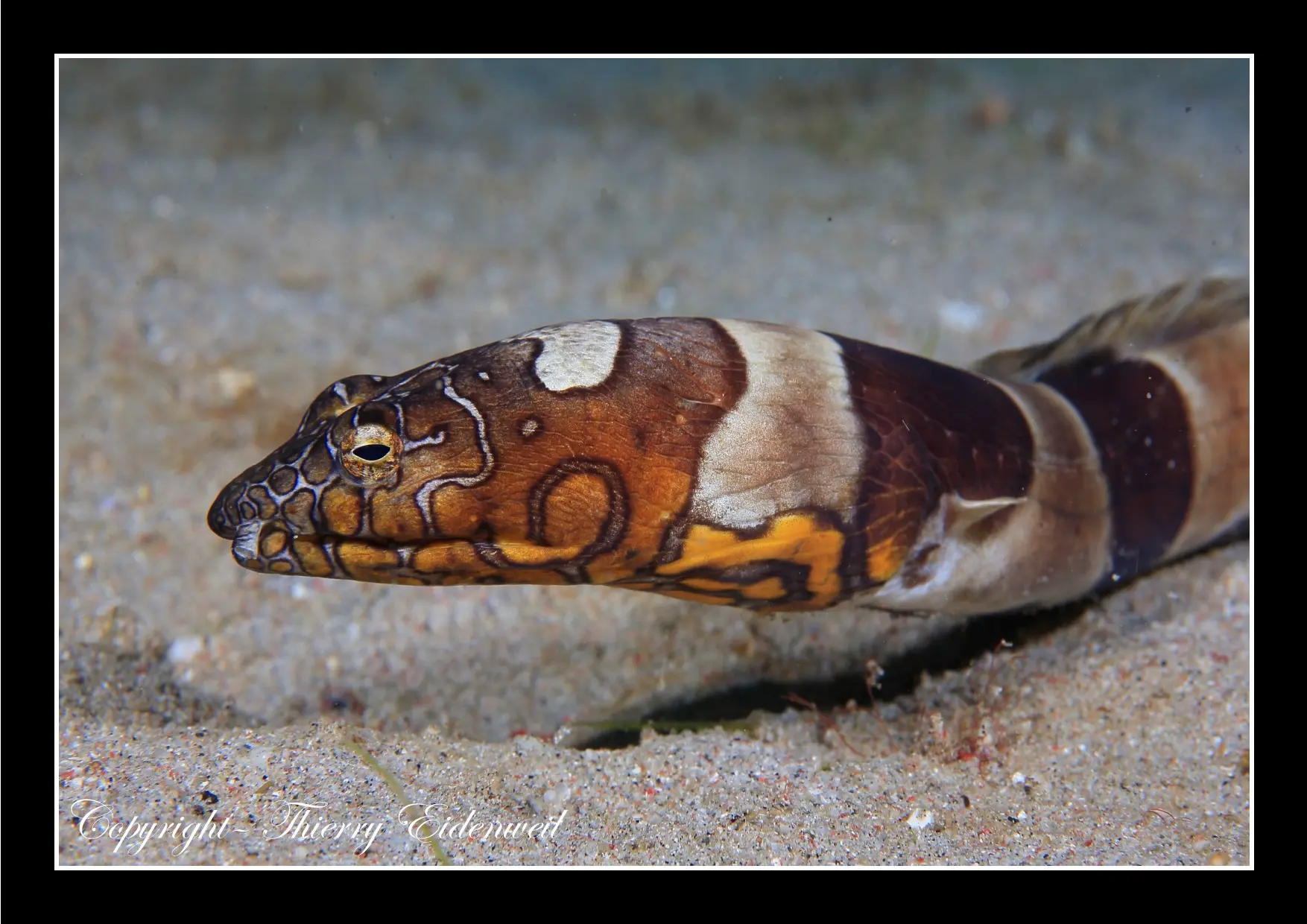 Anilao Macro Dive Media Highlight